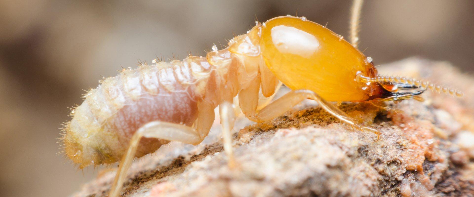 What Not To Do About Termites Around Your West Palm Beach Property