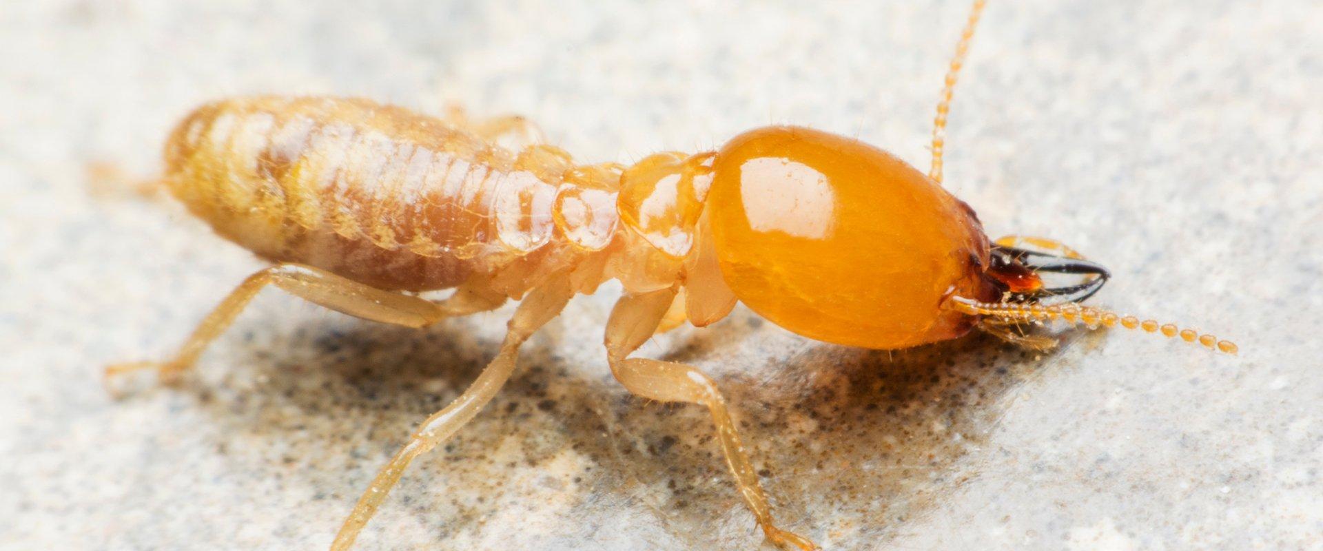 termite on kitchen counter