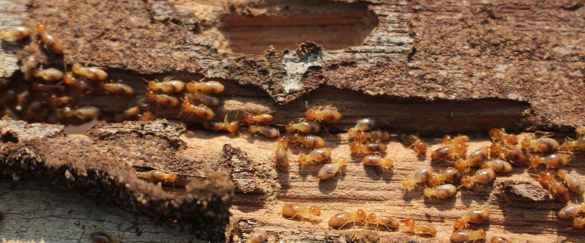 termites eating at wood