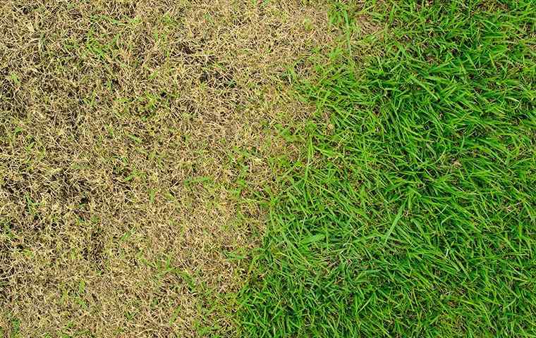 dry spots in a lawn due to the climate