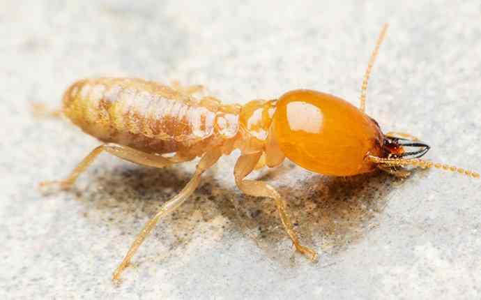 Termite Control Loxahatchee, FL