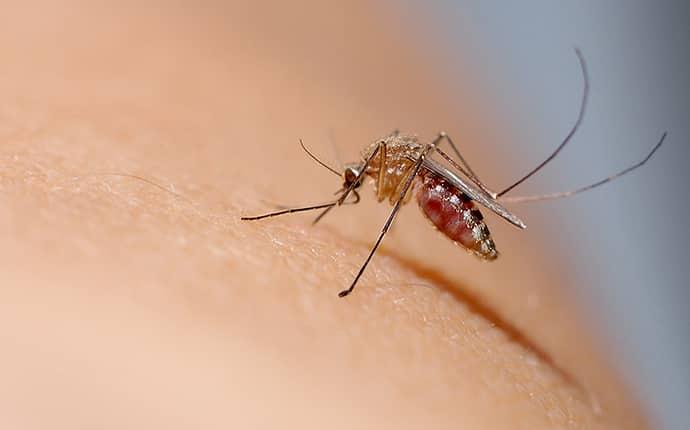 a mosquito biting skin in hobe sound florida