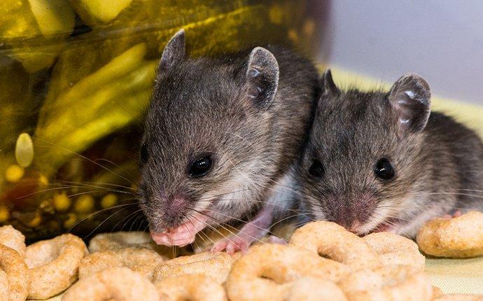mice near pickle jar
