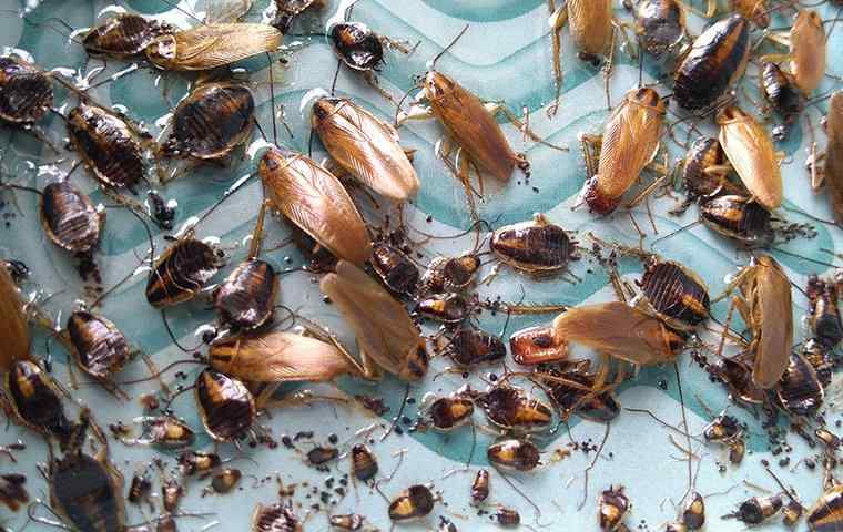 dozens of cockroaches in a home