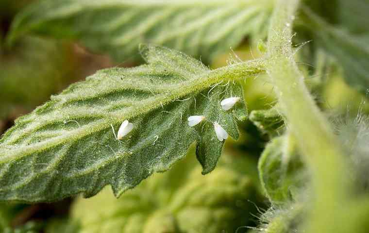 whiteflies on a plant outside a home in west palm beach florida