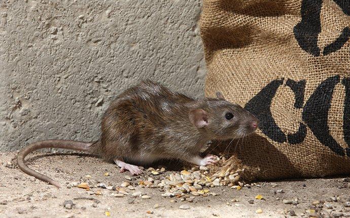 mouse eating bird seed