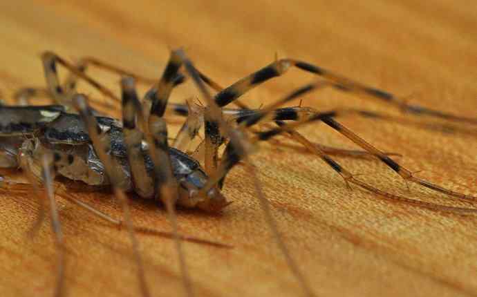 a house centipede crawling on a wood floor