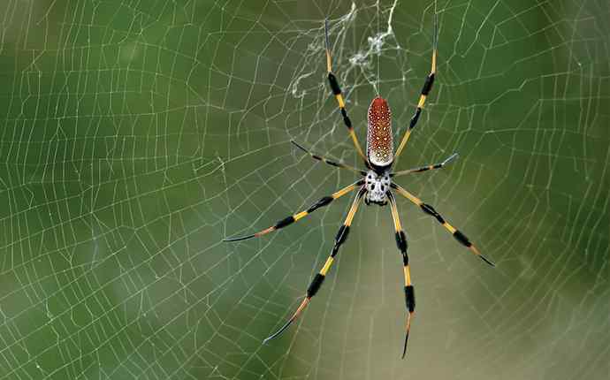 banana spider hanging out in its web