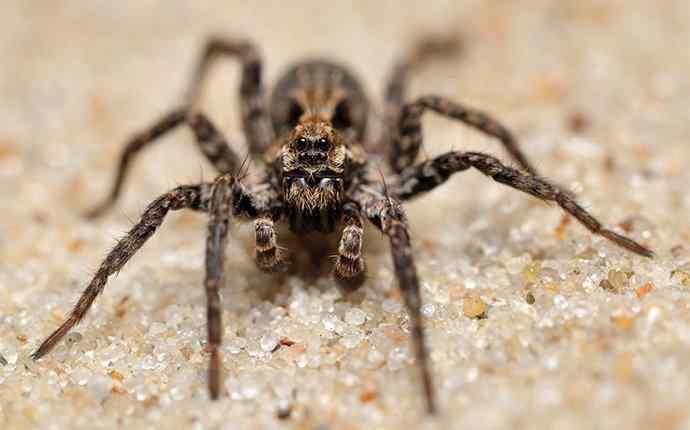 a wolf spider in the sand