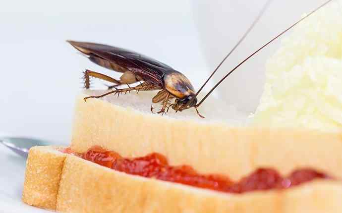 a cockroach eating food in a kitchen