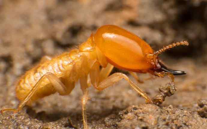 a termite crawling on wood