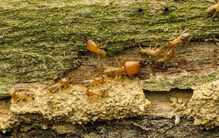 Termite Control West Palm Beach