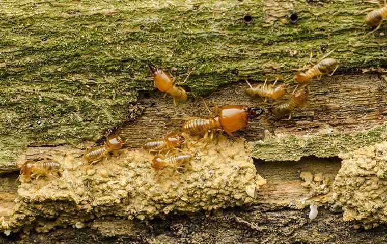 drywood termites on some wood