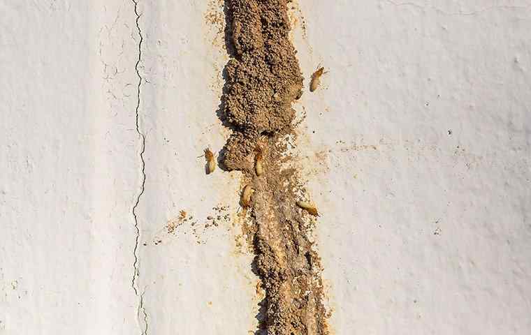 Termite Control | Termite Solutions For West Palm Beach , FL