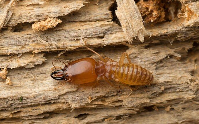 termite eating wood