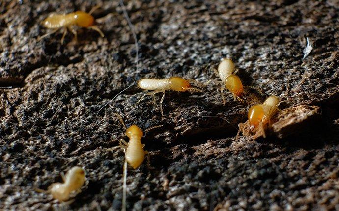 Termite Damage West Palm Beach, FL
