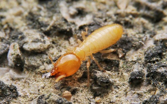 termite on a rock