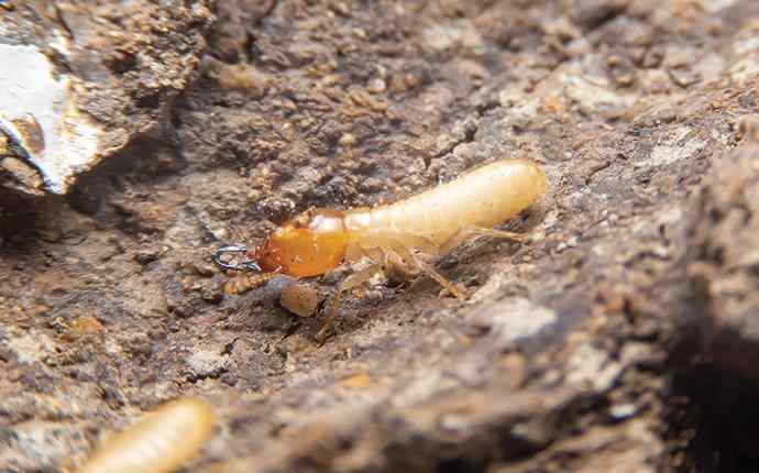 a termite near a west palm beach home