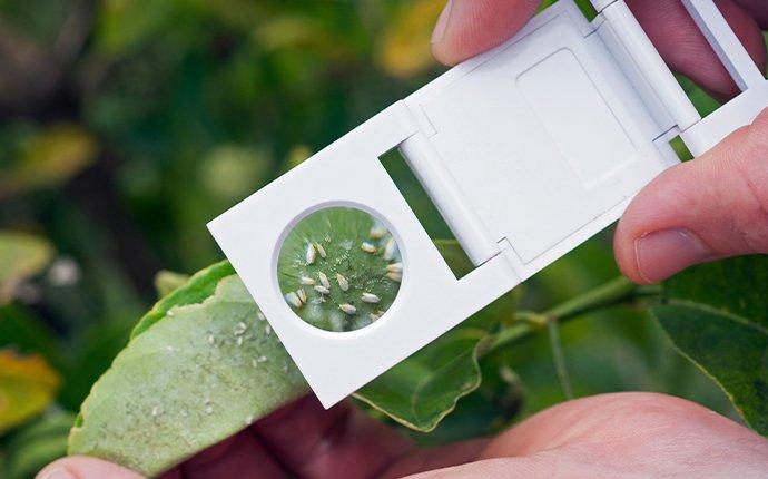 inspecting whitefly infested plant