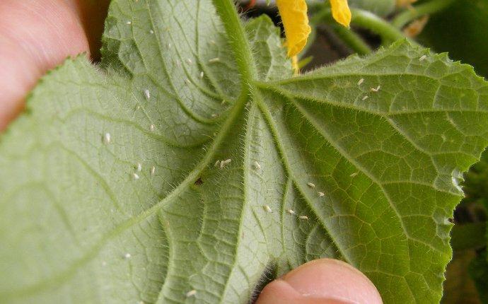 flies in my plant