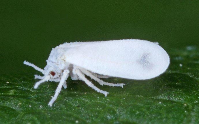 white fly crawling on a leaf