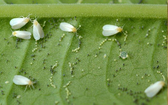white flies and eggs