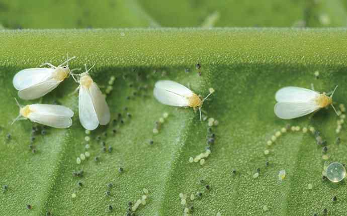 many whiteflies on a leaf 
