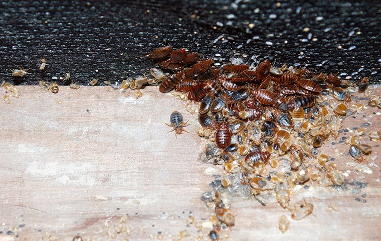 bed bugs crawling on a surface inside of a home in valparaiso indiana
