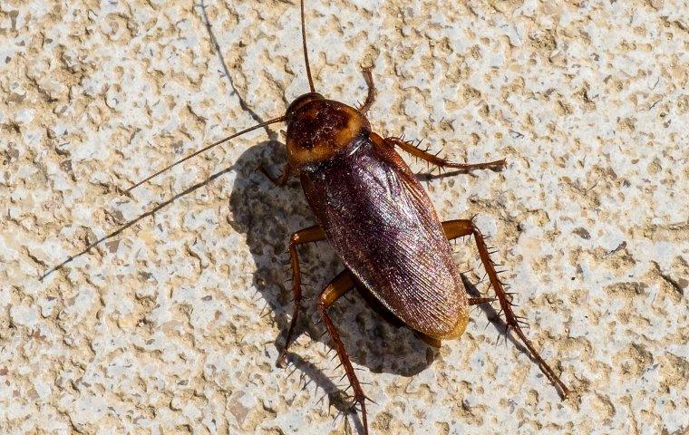 an american cockroach crawling on a kitchen tile floor
