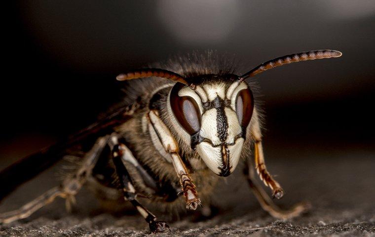 up close image of a bald faced hornet