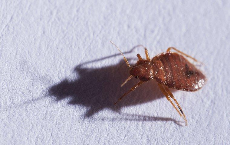 close up of bed bug