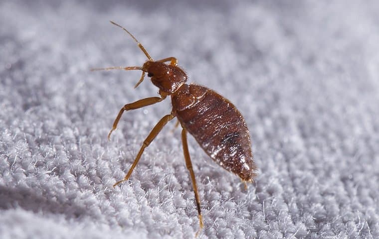 bed bug crawling on sheet