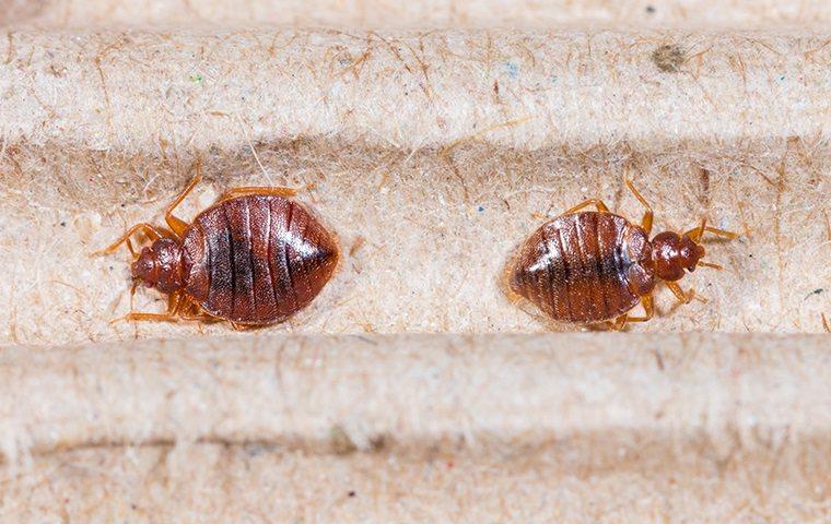 two bed bugs on a boxspring