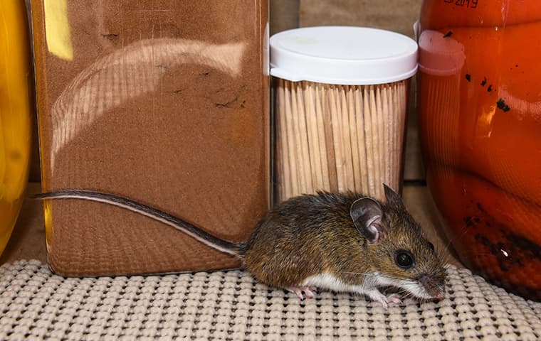 a mouse crawling on a kitchen surface inside of a home in mishawaka indiana