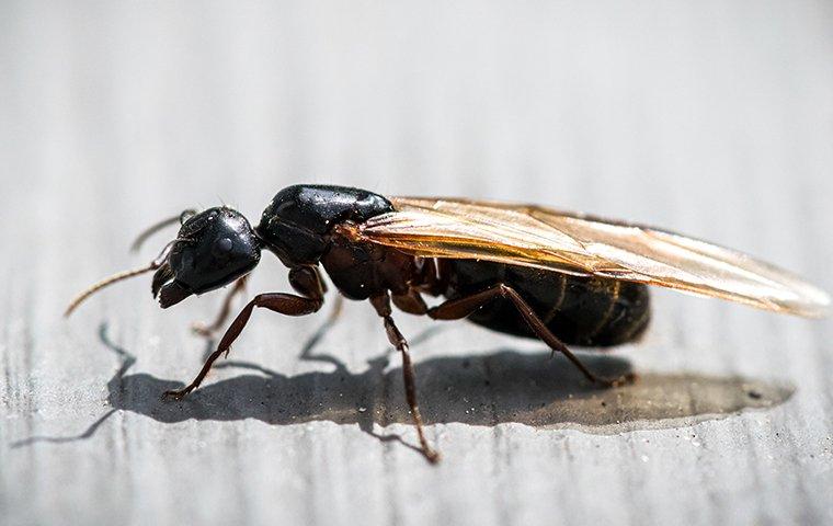 winged carpenter ant on counter