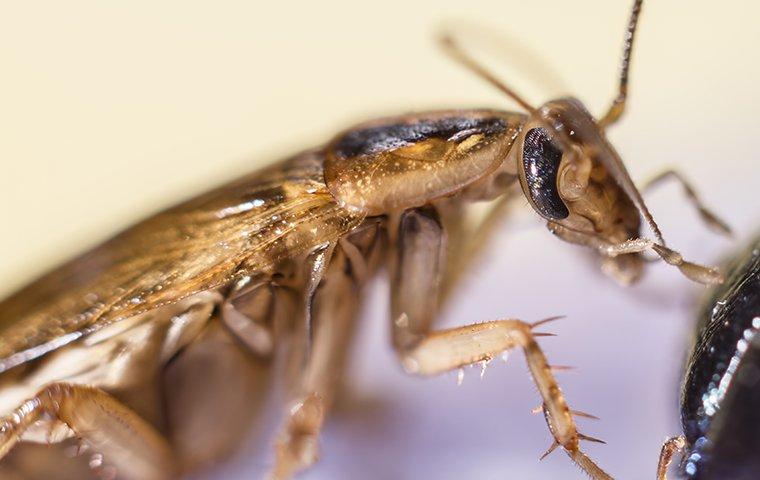 a german cockroach infestation in a restaurant