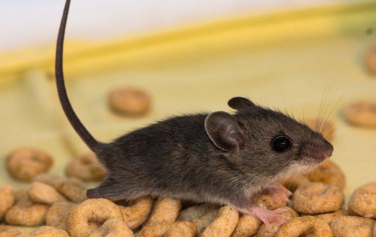 young mouse in pile of cereal