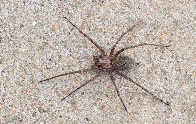 house spider on floor