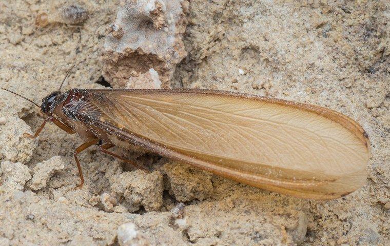 termite swarmers on the ground