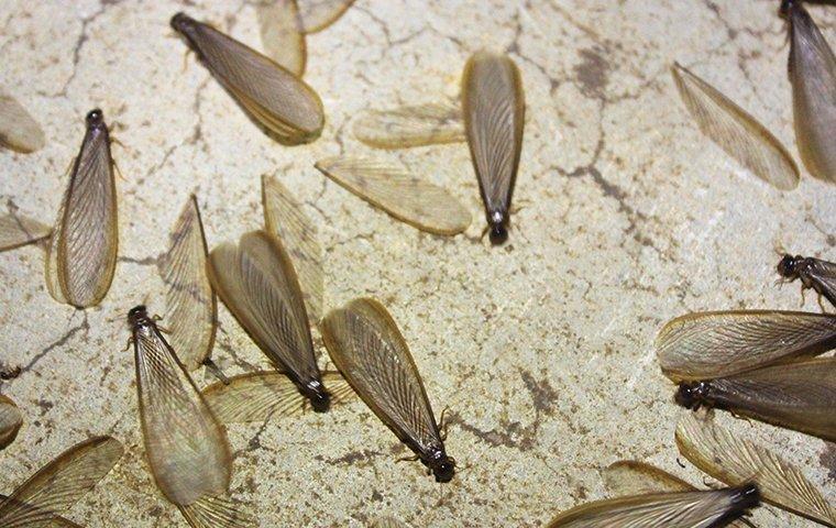 termite swarmers crawling on the ground