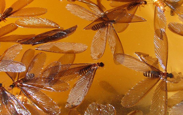 termite swarmers landing in water