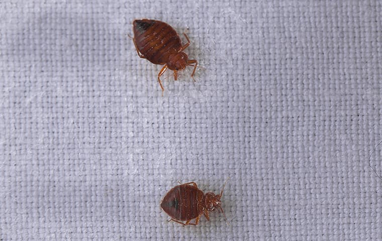 twp bed bugs crawling on a surface inside of a home in mishawaka indiana