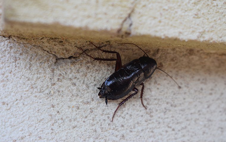 a cockroach crawling on a surface outside of a home in dowagiac michigan