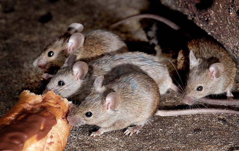 a group of mice foraging for food outside of a home in edwardsburg michigan