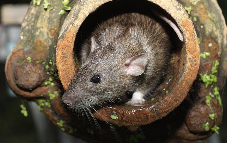a norway rat emerging from a drain pipe outside of a home in michigan city indiana