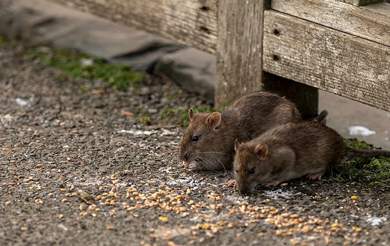 two norwats rats foraging for food outside of a home in new buffalo michigan