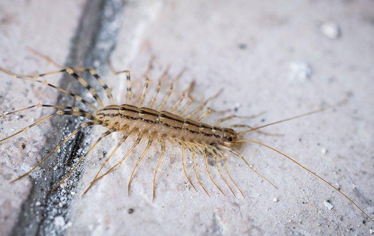 a centipede crawling on a surface inside of a home in mishawaka indiana