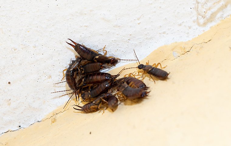 a group of earwigs inside of a home in chesterton indiana