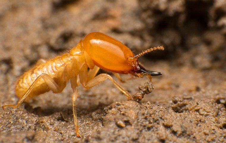a termite crawling on the ground outside of a home in portage indiana