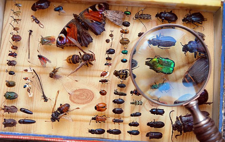 Solve Your Pest Problems With Accurate top view of an insect collection display case with a magnifying glass held above it